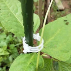 Reusable Plant Support Clips (100 clips)