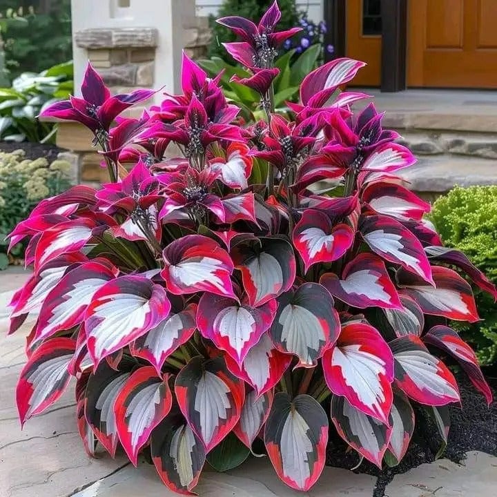 🍃Rare Hosta Seeds🌿