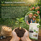 🔥 65K+ SOLD! 🥭 Sweet "Golden Honey" Dwarf Mango Tree Seeds (Grow at Home)