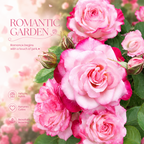 Romantic Pink Rose Seeds – Elegant Two-Tone Blooms for Home Gardens